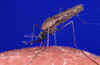 anopheles mosquito.jpg (15143 bytes)