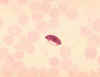 pl falciparum microgametocyte bib.jpg (7543 bytes)